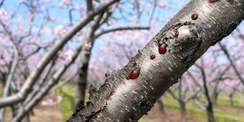 cherry tree branch