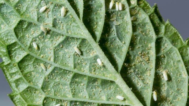9 Common Pests in Your Agriculture Nurseries | EyouAgro