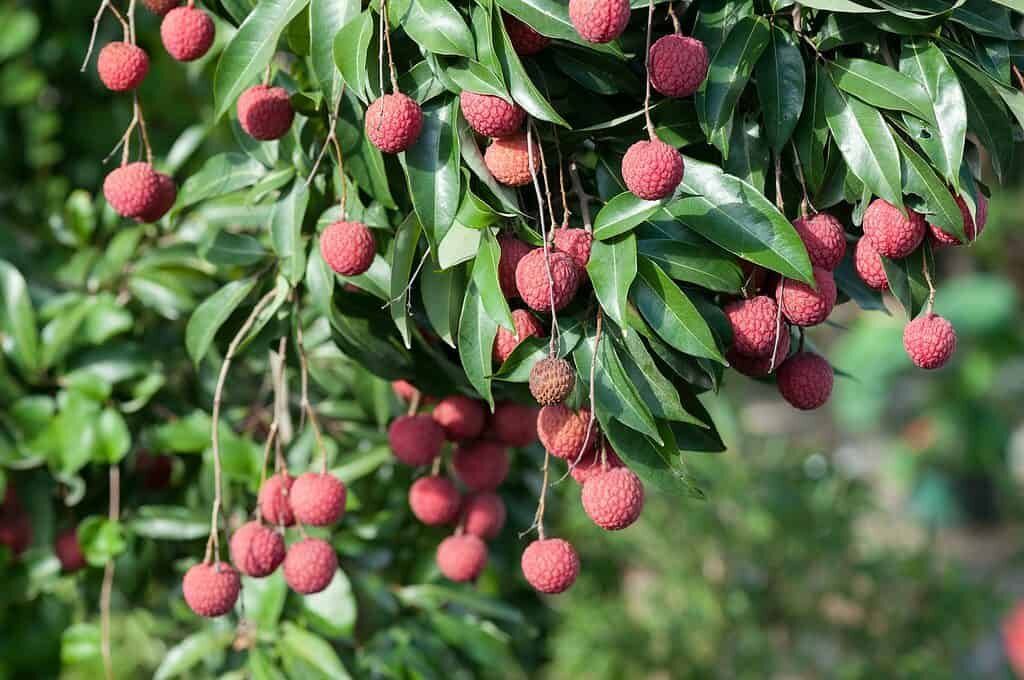leeches fruit tree